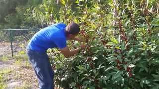 Red Roselle Harvesting And Growth Rate [upl. by Enalda]