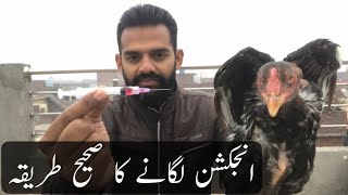 Murgon ko injection lagany ka tariqa  Bemar murga ko injection kesy lagayen  Murga ka ilaj  Ihsan [upl. by Irtak]