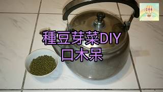 種豆芽菜DIY，在家種菜吧！040口木呆呆呆過生活 [upl. by Tikna]