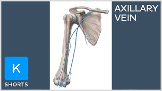 Axillary vein in less than 1 minute  Kenhub shorts [upl. by Gershon]