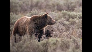 Grizzly 399 Final Resting Place  Pilgrim Creek in Grand Teton National Park 399 grizzly399 [upl. by Leuas]