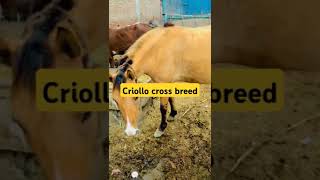 Criollo breedhorsedr Latif Ur Rehman [upl. by Roldan]