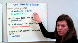 DNA Replication [upl. by Shane]