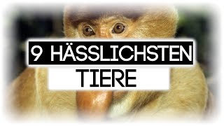 DIE 9 HÄSSLICHSTEN TIERE DER WELT [upl. by Aekerly]