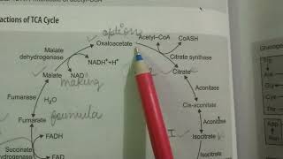 KREBS cycle  TCA cycle  biochemistry  by poonam [upl. by Adnahc]