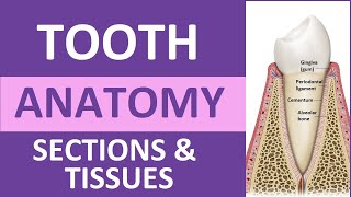 Tooth Anatomy Structure amp Tissues  Crown Neck Root Dentin Cementum Enamel Pulp [upl. by Floeter407]