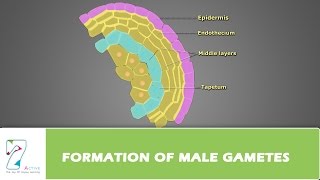 Formation of Male Gametes [upl. by Anawat]