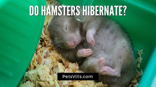 Do Hamsters Hibernate [upl. by Sunderland]