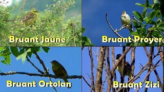 BRUANT ORTOLAN chant et cri BRUANT JAUNE BRUANT PROYER BRUANT ZIZI [upl. by Anitroc805]