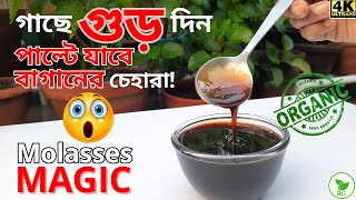 ORGANIC Gardening Revolution Use Soil Superfood Molasses সুপারফুড গুড় গাছকে খাওয়ালে কী হয় দেখুন [upl. by Juback158]