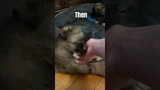 Puppies Then and Now  German Shepherds Billy Bob and Buckley grew up very handsome🐶 puppy dog [upl. by Aiciles]