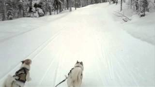 Arvidsjaur Cross country skiing with dogs [upl. by Aikcir]