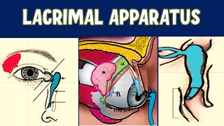 LACRIMAL APPARATUS Anatomy Explained [upl. by Bonina]