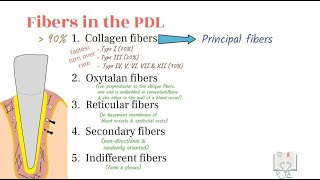 Fibers of Periodontal Ligament amp Gingiva [upl. by Enialahs]