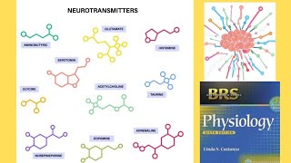 BRS Physiology  Neurotransmitters [upl. by Arvie]