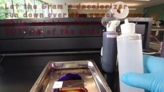 How to Make a Gram Stain [upl. by Delp125]