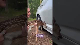 Girl finds baby deer stuck under her car [upl. by Shana]