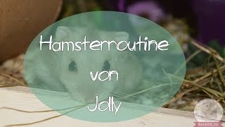 Hamsterroutine von Jolly ♥ [upl. by Kellen]