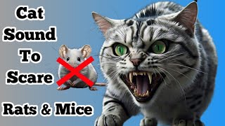 Cat Sounds To Scare Mice  Sound Rats Hate [upl. by Werbel]