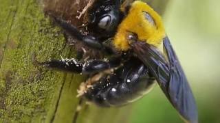 木に穴をあけるクマバチ Xylocopa appendiculata [upl. by Halfdan]