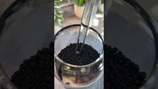 Propagating Corms ASMR Update plantcare indoorplants plants [upl. by Earleen]