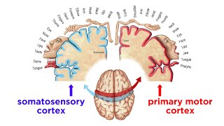 The Sensorimotor System and Human Reflexes [upl. by Kostman]