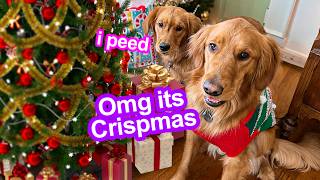 Celebrating My Dogs First Christmas ADORABLE 😍 [upl. by Eaned]