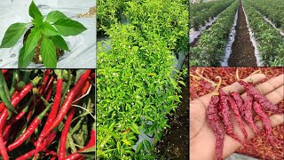 Syngenta 5531 chilli variety in Kannada ನಂ1 ಮೆಣಸಿನಕಾಯಿ ವರೈಟಿ👌🌿chilli farming in Kannada [upl. by Doss]