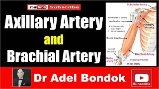 Axillary Artery and Brachial Artery Dr Adel Bondok [upl. by Kwabena970]