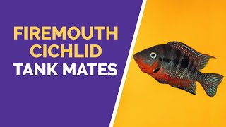 FIREMOUTH CICHLID TANK MATES [upl. by Dick]