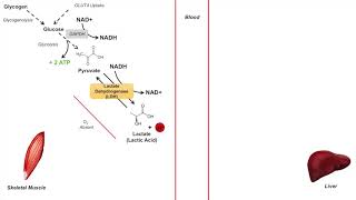 Cori Cycle  Lactic Acid Metabolism  Purpose and Importance in Anaerobic Metabolism [upl. by Mart]