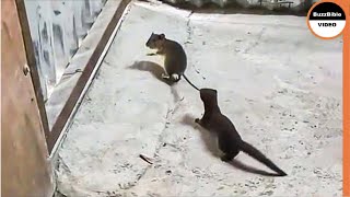 Weasel Rips a Mouse To Death  Look How He Caught it [upl. by Waiter]