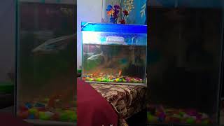 Aquarium setup fishtankvlog aquariumfish shorts [upl. by Zoeller]