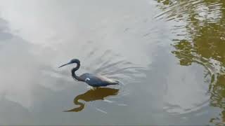 Tricolored Heron stalking shortvideo herons Playlist heronperch23 [upl. by Concettina]