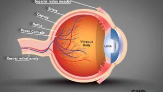 Human Eye Structure Eye Anatomy Explained [upl. by Natan]