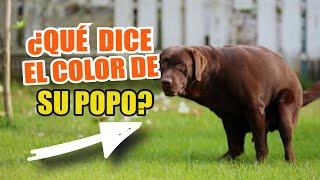 💩🖍️¿QUÉ Dice El COLOR De Las HECES De un PERRO [upl. by Analem742]