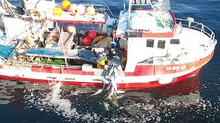 Amazing Commercial Cod fishing With Gill Net  Amazing Longline Fishing Net Catching Big Fish [upl. by Tawney367]