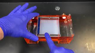 AP Biology Gel Electrophoresis [upl. by Canute868]