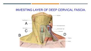 Anatomy of the neck [upl. by Negris]