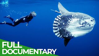 Ocean Stories  Full Series  Free Documentary Nature [upl. by Lleryd]