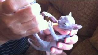 Sphynx kitten cutest bottle feeding [upl. by Volotta588]