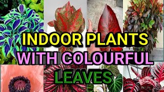 Top 10 Indoor Plants with Colorful leaves [upl. by Rebmit]