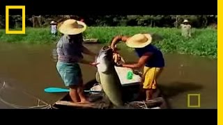 Monster Fish of the Amazon  National Geographic [upl. by Groscr]