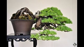 Cascade  Bonsai Style Series [upl. by Raasch]