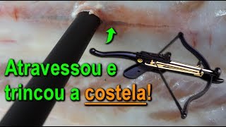 🎯 Setas caseiras para balestra de 80 libras  Perfurando costela [upl. by Thurston296]