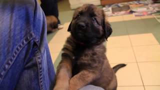 More Cute Leonberger Puppies [upl. by Sitto]