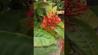 Ixora plant status video [upl. by Fonda]