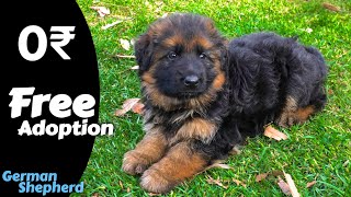 Free Double Coat German Shepherd puppy German Shepherd for free adoption free home delivery 🏡🚚🇮🇳 [upl. by Arissa986]