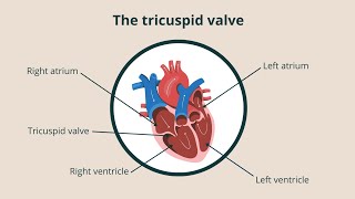 Tricuspid Valve [upl. by Mihalco]