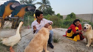 Baby Macaws Growing Progress  Blue amp Oli The Golden Retriever At Our New Farm [upl. by Selimah]